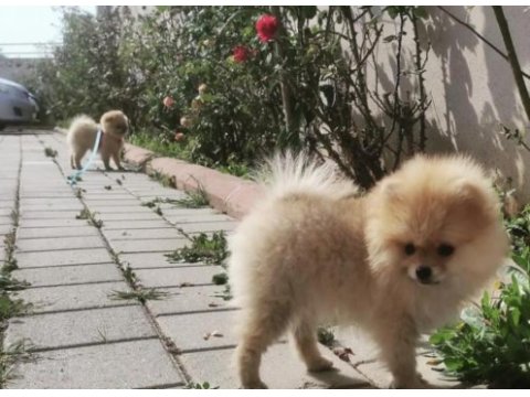 Pomeranian boo adana mersin kaliteli yavrular