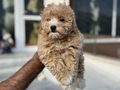 Ankarada ziyarete açık maltipoo yavrularımız