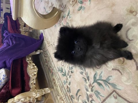 Molly pomeranian köpeği