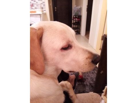 Labrador köpeğimiz