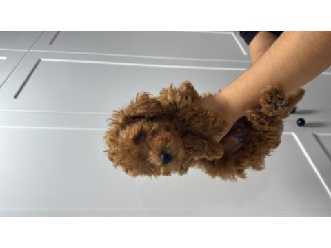 Orjinal red brown toy poodle yavrumuz mevcuttur