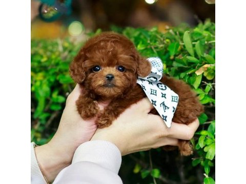 Safkan toy poodle bebeklerimiz