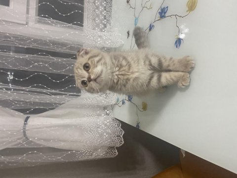 Scottish fold blue point ve tabby yavru