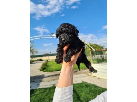 Zeytin gibi siyah poodle yavrularımız
