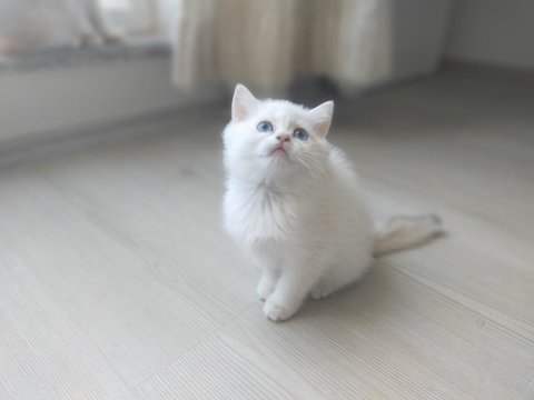 Pamuk prensesler british shorthair