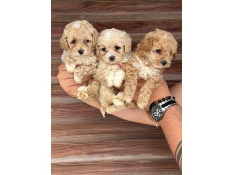 Sağlıklı wc eğitimli maltipoo