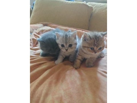 British shorthair yavrularımız