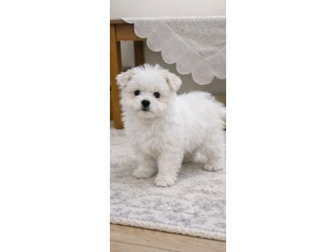 Maltese terrier erkek köpeğimiz