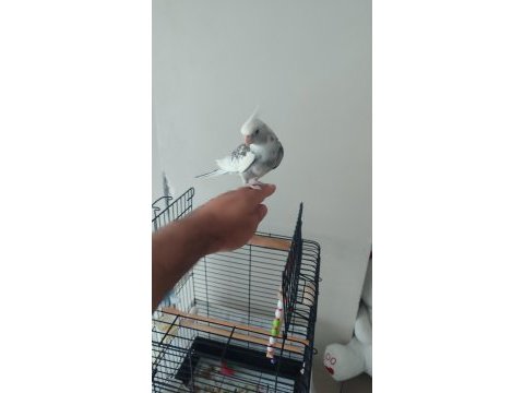 Evcil konuşan sultan papağanı