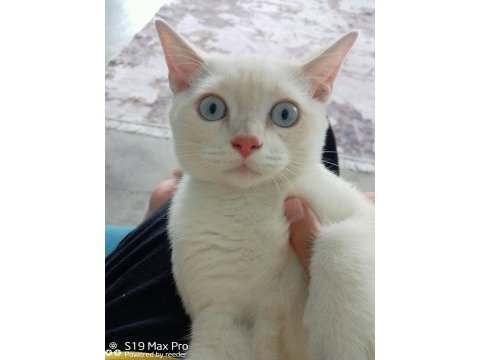 Acil british shorthair 3.5 aylık