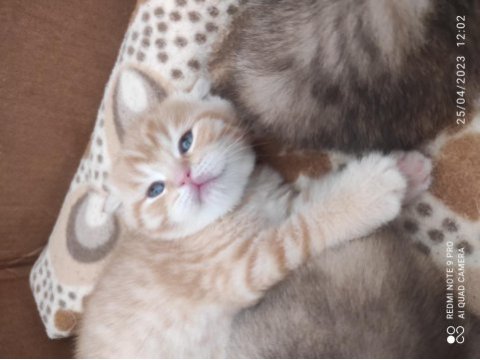 A kalite şecereli british shorthair yavrular