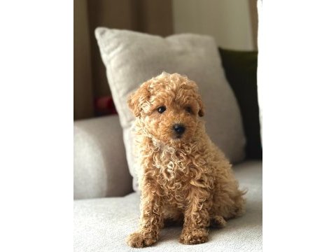 Maltipoo bebekleri