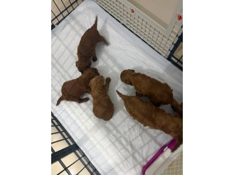 Toy poodle minik şekerler
