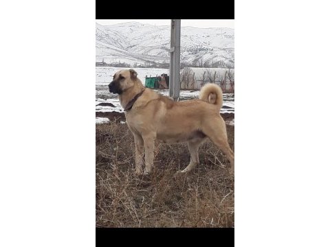 Kaliteli kangal yavrular sivas merkez