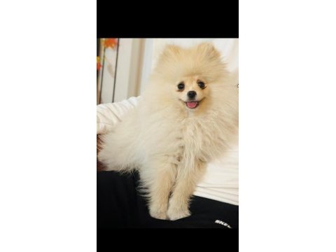 3 aylık tuvalet eğitimli aile bebeği pomeranian
