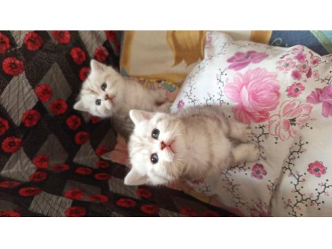 British shorthair yavrularımız yeni yuvalarını arıyorlar