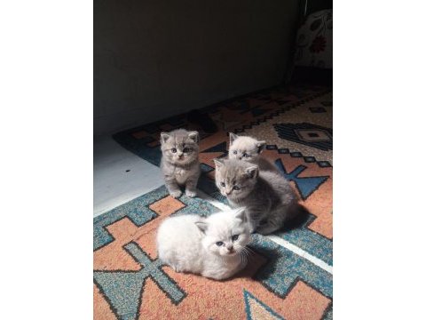British shorthair yavru kediler