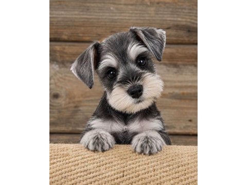 Schnauzer miniature yavrular