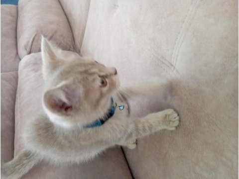 Çok insancıl yavrularımız british shorthair