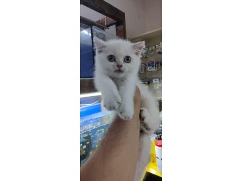British shorthair blue point