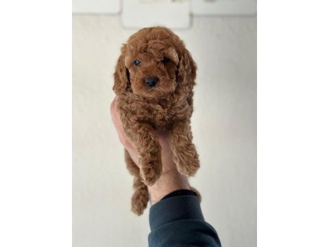 Sevimli toy poodle