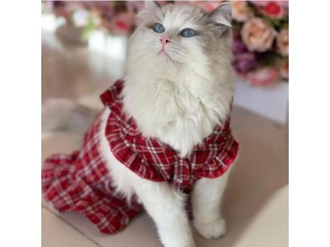 Safkan şecereli ragdoll