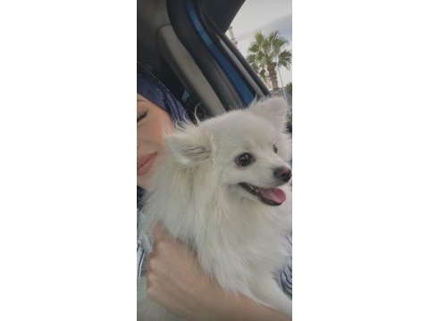 Pomeranian boo köpeğimiz