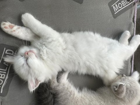 Şecereli british shorthair bebeklerim