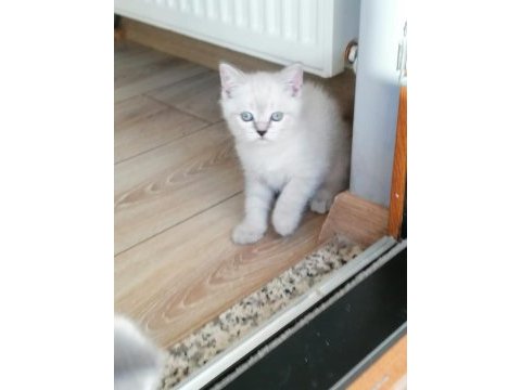 Sahibinden british blue point yavrular