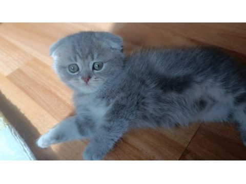 Güzel scottish fold kızım