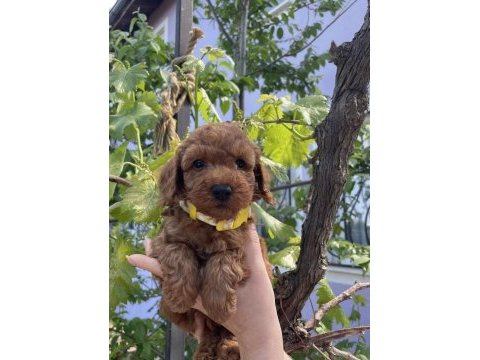 Sağlık ve ırk garantili toy poodle yavrularımız