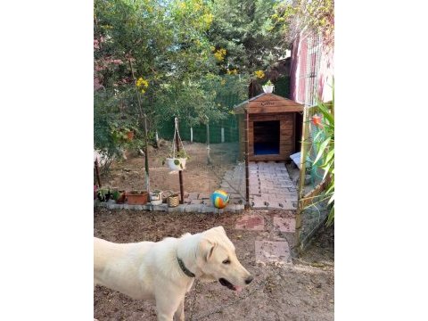 Dişi 8 aylık köpeğimiz