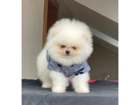 Pomeranian boo