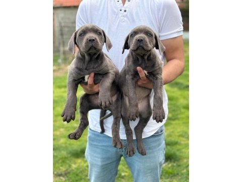 Blue cane corso yavrular
