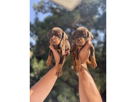 A kalite king doberman yavruları hazır
