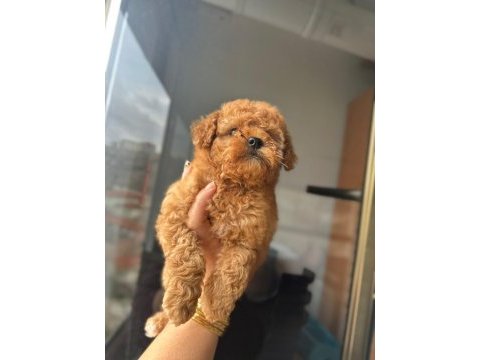 Poodle yavrum