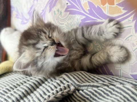 50 günlük safkan british longhair yavrumuz ilanda