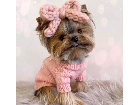 Yorkshire terrier yavrular mükemmel güzellik