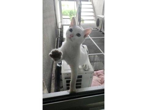 Kedimiz mantı için ömürlük bir yuva aranıyor