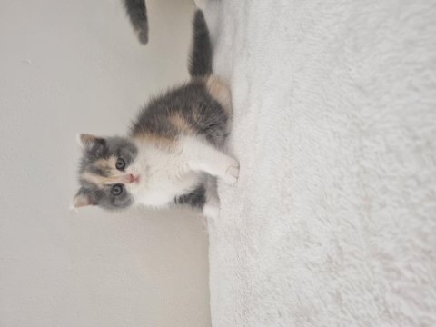 Safkan british shorthair nadir renk three colour ve bicolour