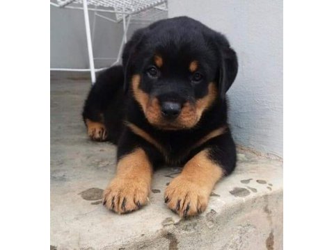 Rottweiler yavrularımız