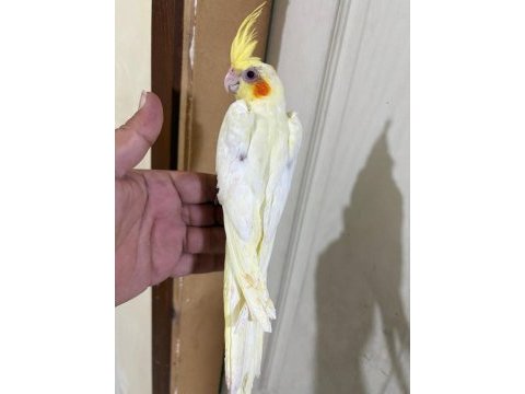 49 günlük lutino bebek sultan papağanı