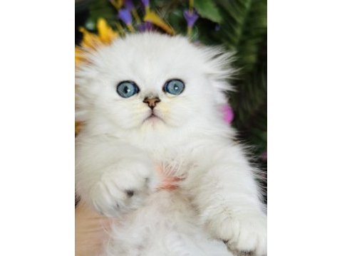 Orijinal scottish fold