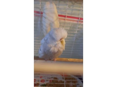 Show jumbo muhabbet kuşu yerim olmadığı için satılık