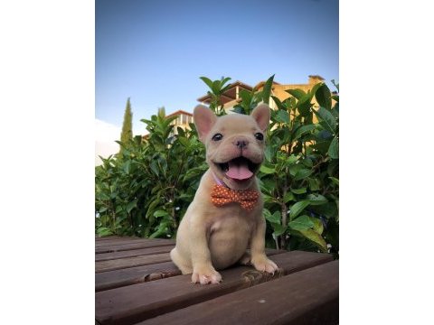 Denizli french bulldog yavrular