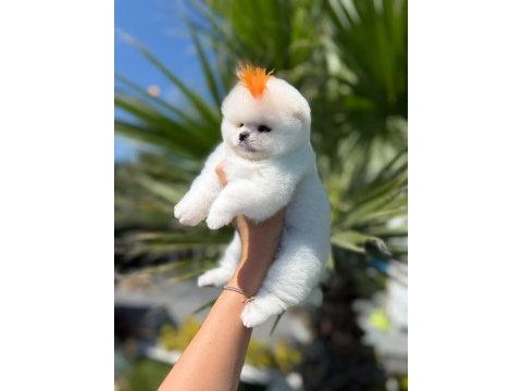 Orjinal pomeranian boo
