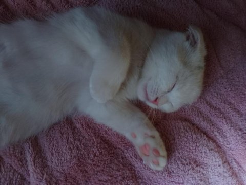 Scottish fold erkek kedimiz