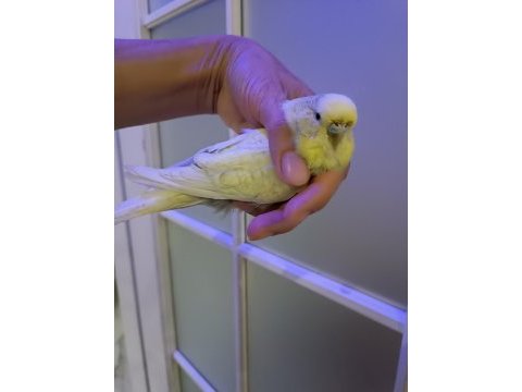 Dişi muhabbet kuşu iri cins