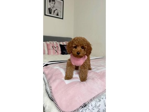 Toy poodle köpeğimiz için ulaşın