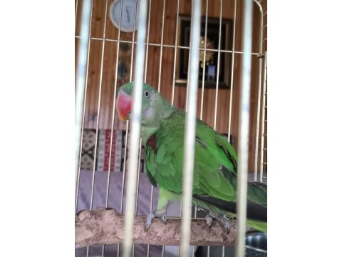 Tek kanadı engelli alexander papağanı takas olur